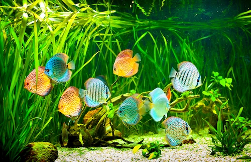 Déménager un aquarium